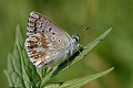  azuré, papillon, lépidoptère 