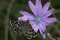  papillon, mauve 