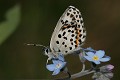  papillon 