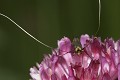  insecte 