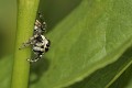  araignée sauteuse 