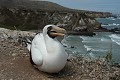  oiseau, fou masqué, galapagos, isla plata, equateur 