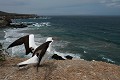  oiseau, fou masqué, galapagos, isla plata, equateur 