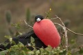  oiseau, frégate, galapagos, isla plata, equateur 