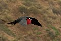  oiseau, frégate, galapagos, isla plata, equateur 