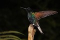  oiseau, colibri, cordillière des Andes, equateur 