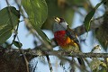  oiseau, petit toucan, cordillière des Andes, equateur 
