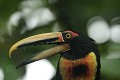  oiseau, toucan, cordillière des Andes, equateur 