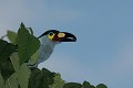  oiseau, toucan, cordillière des Andes, equateur 