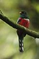  oiseau, trogon masqué, trogon personatus, cordillière des Andes, equateur 
