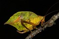  insecte, sauterelle feuille, cordillière des Andes, équateur 