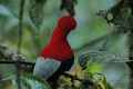  oiseau, coq de roche, rupicola peruviana, cordillière des Andes, équateur 