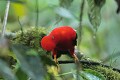  oiseau, coq de roche, rupicola peruviana, cordillière des Andes, equateur 