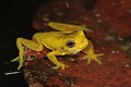  amphibien, grenouille, cordillière des Andes, equateur 