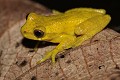  amphibien, grenouille, cordillière des Andes, equateur 