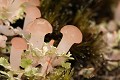  flore, plante, lichen, cordillière des Andes, equateur 