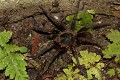  mygale, araignée cordillière des Andes, equateur 