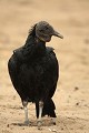  oiseau, vatour noir, coragyps atratus, cordillière des Andes, equateur 