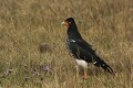  oiseau, caracara, Andes, equateur 