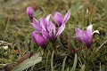  flore, Andes, equateur 