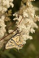  papillon, lepidoptère, papilio machaon, reine des prés, tourbière lispach, vosges 