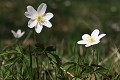  flore, anémone des bois, anemone nemorosa, vallées vosgiennes, prairies de fauche, prairies fleuries, haut-rhin, alsace 