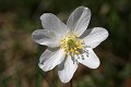  flore, anémone des bois, anemone nemorosa, vallées vosgiennes, prairies de fauche, prairies fleuries, haut-rhin, alsace 
