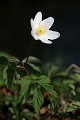  flore, anémone des bois, anemone nemorosa, vallées vosgiennes, prairies de fauche, prairies fleuries, haut-rhin, alsace 