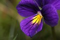  flore, pensée des vosges, viola lutea, vallées vosgiennes, massif vosgien, haut-rhin, alsace 