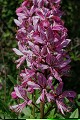  flore, fraxinelle, dictamnus albus, collines sous-vosgiennes, piémont alsacien, haut-rhin, alsace 