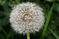  flore, pissenlit, taraxacum officinale, prairies fauche, massif vosgien, vallées vosgiennes haut-rhin, alsace 