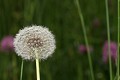  flore, pissenlit, taraxacum officinale, prairies fauche, massif vosgien, vallées vosgiennes haut-rhin, alsace 