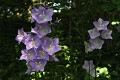  flore, campanule, haut-rhin, alsace 