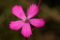  flore, oeillet, dianthus carthusianorum, piémont alsacien collines sous-vosgiennes, bollenberg, haut-rhin, alsace 