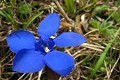  flore, gentiane printanière, gentiana verna, alpes 