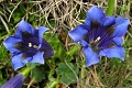  flore, gentiane sp., gentiana, alpes 