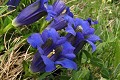  flore, gentiane, gentiana, alpes 