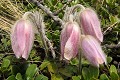 flore, anémone du printemps, pulsatilla vernalis, alpes 