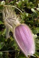  flore, anémone du printemps, pulsatilla vernalis, alpes 