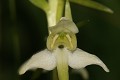  flore, orchidée, platanthère, platenthera, tourbière, massif vosgien, haut-rhin, alsace 