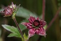  flore, potentille des marais, potentilla palustris, massif vosgien, haut-rhin, alsace 