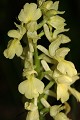  flore, orchis pâle, orchis pallens, piémont alsacien, collines sous-vosgiennes, haut-rhin, osenbach, bickenberg, alsace 