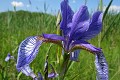  flore, iris de sibérie, iris sibirica, ried, zone humide, plaine d'alsace, bas-rhin 