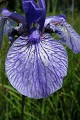  flore, iris de sibérie, iris sibirica, ried, zone humide, plaine d'alsace, bas-rhin 