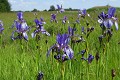  flore, iris de sibérie, iris sibirica, ried, zone humide, plaine d'alsace, bas-rhin 