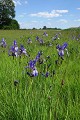  flore, iris de sibérie, iris sibirica, ried, zone humide, plaine d'alsace, bas-rhin 