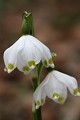  flore, nivéole de printemps, leucojum vernum, vallées vosgiennes, massif vosgien, haut-rhin, alsace 