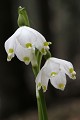  flore, nivéole de printemps, leucojum vernum, vallées vosgiennes, massif vosgien, haut-rhin, alsace 