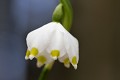  flore, nivéole de printemps, leucojum vernum, vallées vosgiennes, massif vosgien, haut-rhin, alsace 