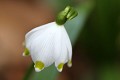  flore, nivéole de printemps, leucojum vernum, vallées vosgiennes, massif vosgien, haut-rhin, alsace 